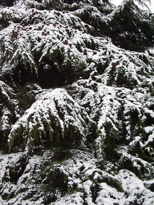 Dark fir and bright snow, Greenwich Park IMGP7584.JPG